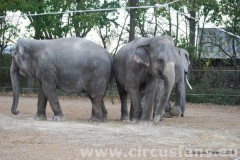 Eléphants-au-Parc-Expo