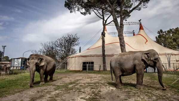 GLI ANIMALI DEL CIRCO INVISIBILE