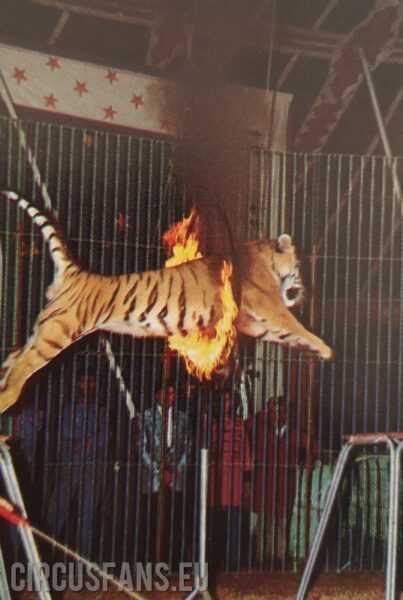 Circus Wegliams: le tigri di sandro la veglia 