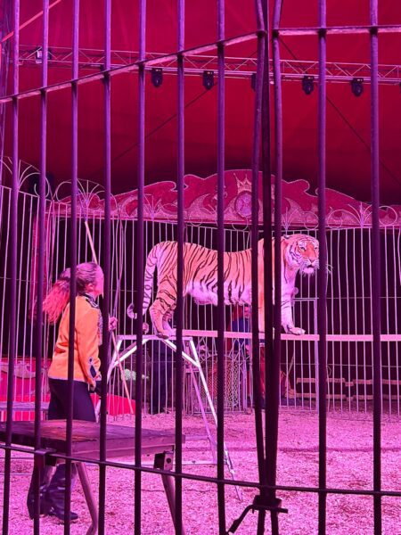 UNA DONNA TRA LE TIGRI AL CIRCO LARA ORFEI