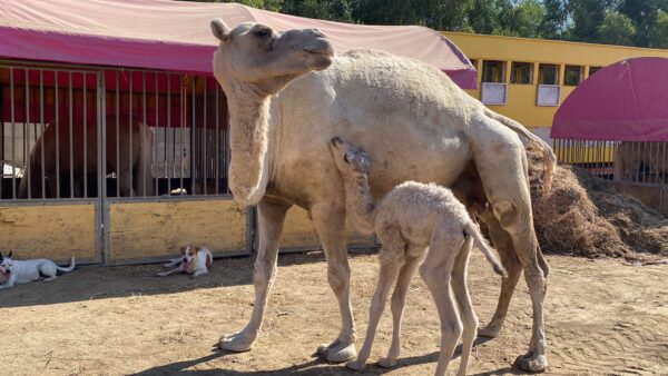 FIOCCO AZZURRO AL CIRCO LIDIA TOGNI: è nato Kamal