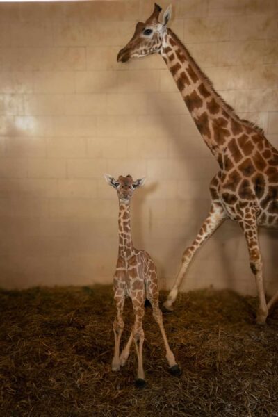 Al Safari Park Lago Maggiore nasce un cucciolo di giraffa