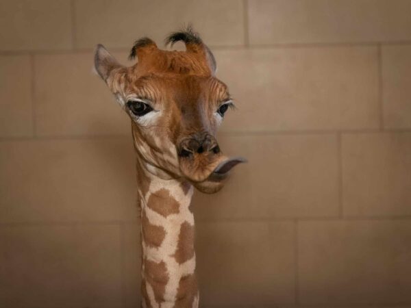 Al Safari Park Lago Maggiore nasce un cucciolo di giraffa